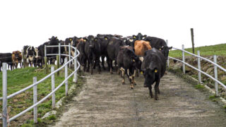 Autumn calving: Assessing BCS and selecting for SDCT
