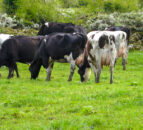 Dairy advice: The importance of sufficient water intake