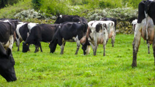 Dairy advice: The importance of sufficient water intake