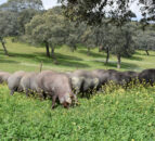 Focus: Rearing free range Iberian pigs on acorns