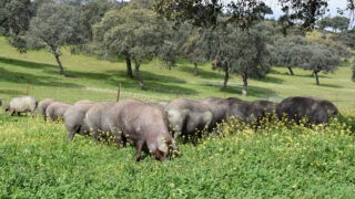 Focus: Rearing free range Iberian pigs on acorns