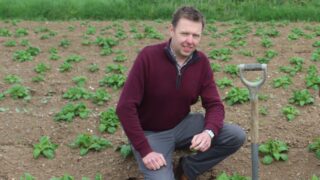 35% of maincrop potato area now planted