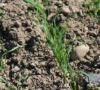 NI farmers report strong plant counts in spring cereal crops