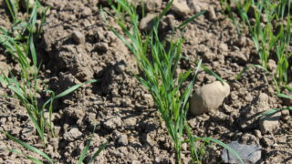 NI farmers report strong plant counts in spring cereal crops