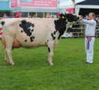 Mostragee Holsteins win Balmoral Inter-Breed Dairy Championship