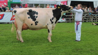 Mostragee Holsteins win Balmoral Inter-Breed Dairy Championship