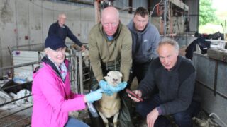 Genotyping the wool shedding ability of EasyCare sheep