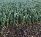 Armagh grower commits to growing winter crops only