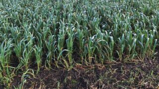 Armagh grower commits to growing winter crops only