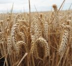 Global grain watch: US winter wheat rating dips 