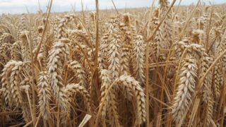 Global grain watch: US winter wheat rating dips 