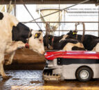 Lely Discovery Collector C2 combats lameness in cattle