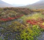 Climate charity aims to tackle peatland degradation