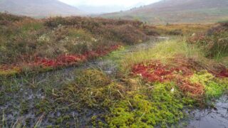 Climate charity aims to tackle peatland degradation