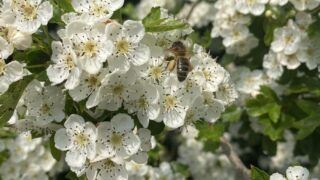 National Hedgerow Week: Celebrate the benefits