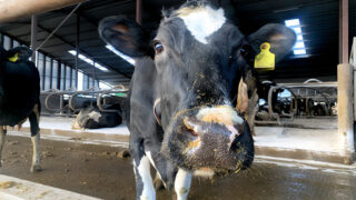 Scottish BSE case will not impact Northern Ireland’s risk status