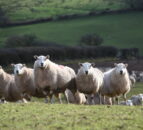 Research: Targeted use of worm treatment 'more effective'