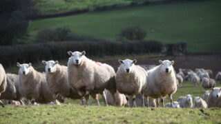Research: Targeted use of worm treatment ‘more effective’