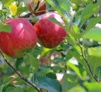 Kent apple grower signs new 20-year £750m deal with Aldi