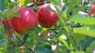 Kent apple grower signs new 20-year £750m deal with Aldi