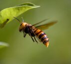 Public to be 'vigilant' after record number of Asian Hornets