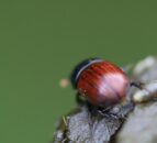 First Milk supports event centred on benefits of the dung beetle