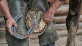 MP raises concerns over clash of farrier organisations