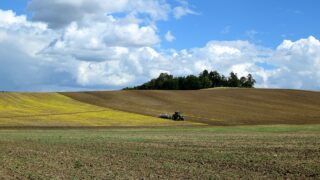 Food output levels can be maintained in NI – expert