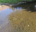 Investigations ongoing into Antrim fish kill following slurry discharge
