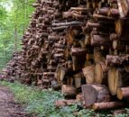 Calls for new forestry development policies in NI