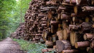 Calls for new forestry development policies in NI