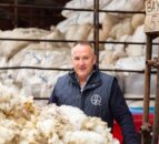 Decline in flock numbers is resulting in less wool – Ulster Wool