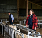 Clipex Fencing presents sheep shearer with 'All in One Sheep Handler'