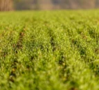 AHDB invests £2.5 million to 'accurately' report emissions