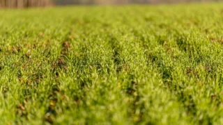 AHDB invests £2.5 million to ‘accurately’ report emissions