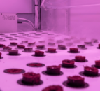 University of Essex grows onions in 'bright pink shipping containers'