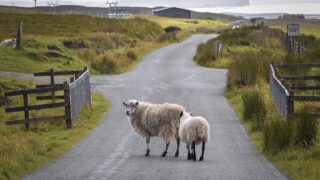 Scottish stakeholder group formed to ‘influence’ agri-policy