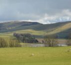 Report: Scotland's total farm income rises by 24% in 2025