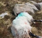 Research: UK farmers to get kits to collect canine DNA from attacked livestock