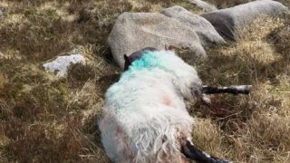 Research: UK farmers to get kits to collect canine DNA from attacked livestock