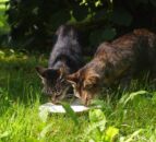 Bird flu contaminated milk causes deaths of cats in US
