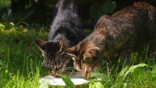 Bird flu contaminated milk causes deaths of cats in US