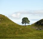 Men due in court for cutting down ‘world-famous’ sycamore tree