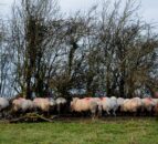 Blowfly strike warning for farmers in Northern Ireland