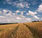 FAO Food Price Index: Meat and cereal prices rise in April