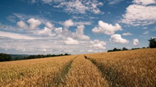 FAO Food Price Index: Meat and cereal prices rise in April