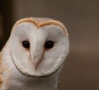 Co. Down farmer celebrates 6 years of housing barn owls