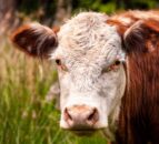 AHDB to host bluetongue update webinar