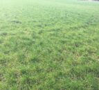 Dairy advice: Managing spring reseeded paddocks