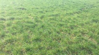 Dairy advice: Managing spring reseeded paddocks